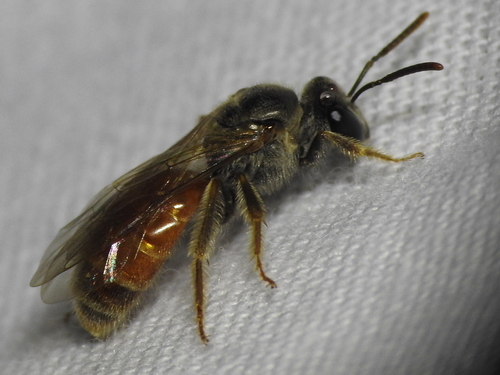 Nocturnal Sweat Bees photo 3