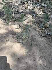 Sphaerophysa