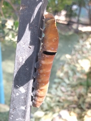 Papilio multicaudata