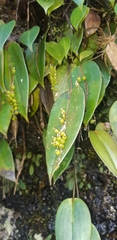 Pleurothallis truncata