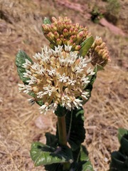 Asclepias otarioides