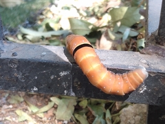 Papilio multicaudata