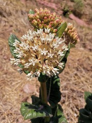 Asclepias otarioides