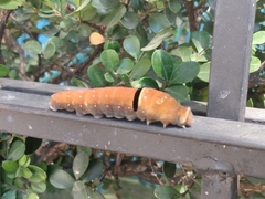 Papilio multicaudata