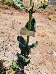 Asclepias otarioides