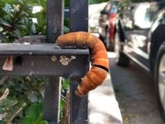 Papilio multicaudata