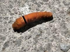 Papilio multicaudata