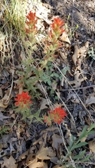 Castilleja martini martini