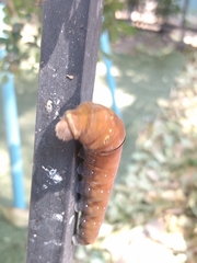 Papilio multicaudata