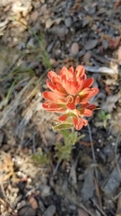 Castilleja martini martini