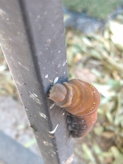 Papilio multicaudata