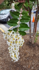 Lagerstroemia indica