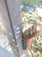 Papilio multicaudata