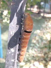 Papilio multicaudata