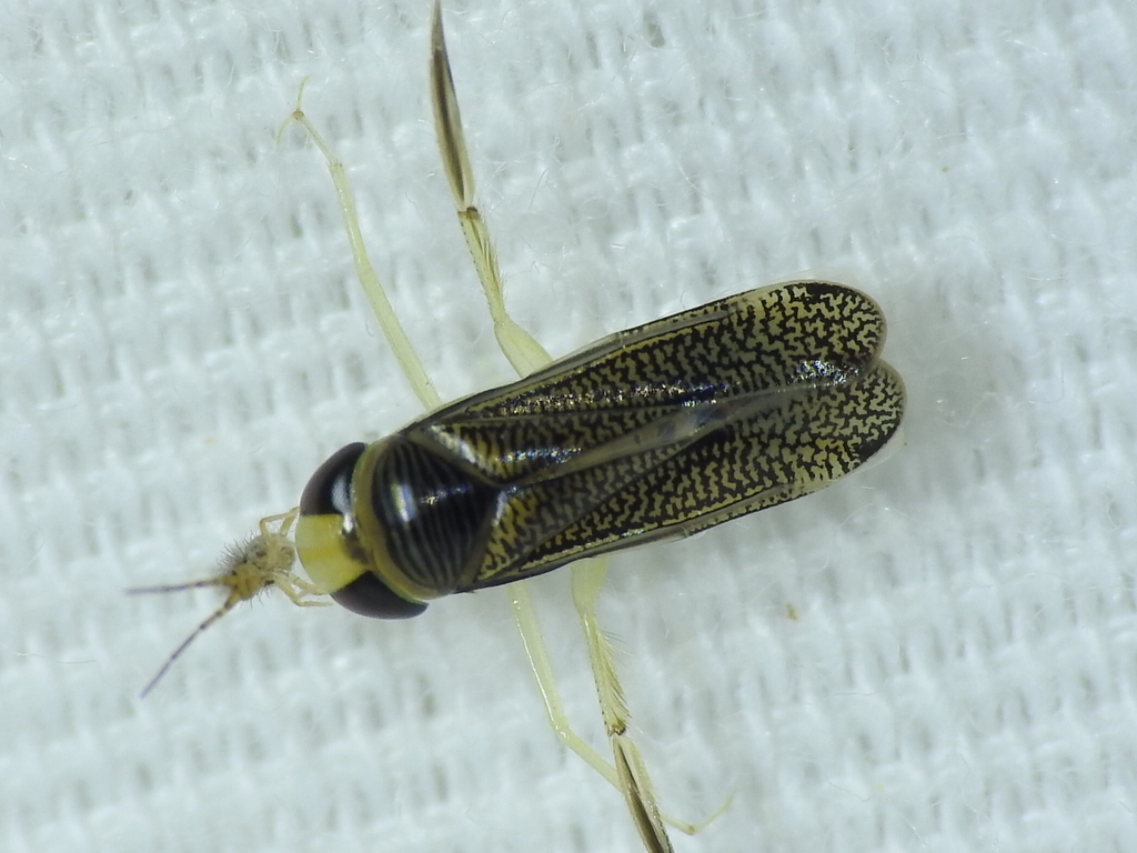 Trichocorixa calva
