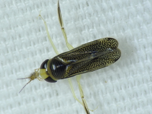 Trichocorixa calva