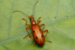 Exostira bisbimaculata