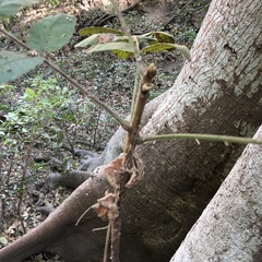 Comocladia mollissima