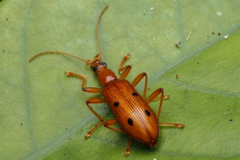 Exostira bisbimaculata