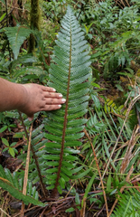 Cyathea ursina