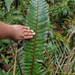 Cyathea ursina - Photo (c) Roni Martinez, algunos derechos reservados (CC BY-NC), subido por Roni Martinez