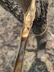 Tecoma stans