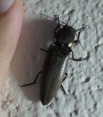 Ignelater havaniensis