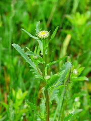 Leucanthemum × superbum