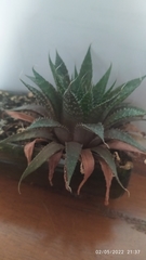 Aristaloe