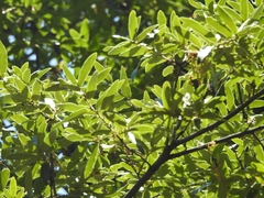 Quercus crassipes