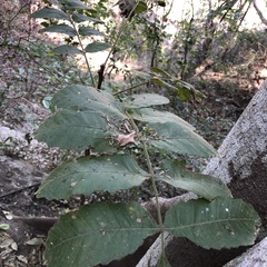 Comocladia mollissima