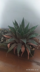 Aristaloe