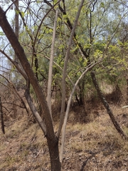 Ipomoea murucoides