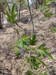 Ipomoea murucoides
