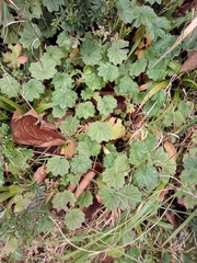 Alchemilla pectinata