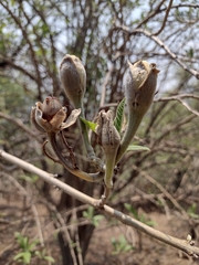 Ipomoea murucoides