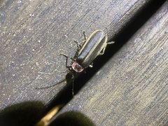 Podabrus brevicollis