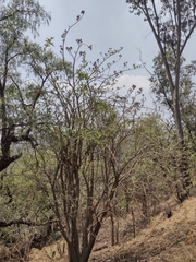 Ipomoea murucoides