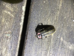 Podabrus brevicollis