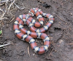Lampropeltis gentilis