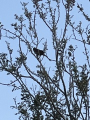 Toxostoma curvirostre