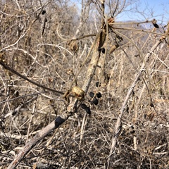 Comocladia mollissima