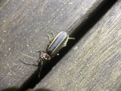 Podabrus brevicollis