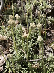 Antennaria marginata