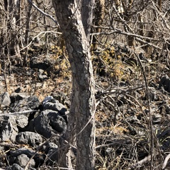 Comocladia mollissima