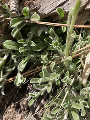 Antennaria marginata
