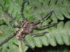 Heteropoda amphora