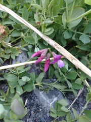 Lathyrus japonicus