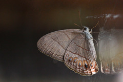 Splendeuptychia doxes