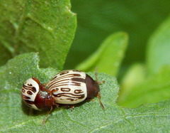 Zygogramma heterothecae